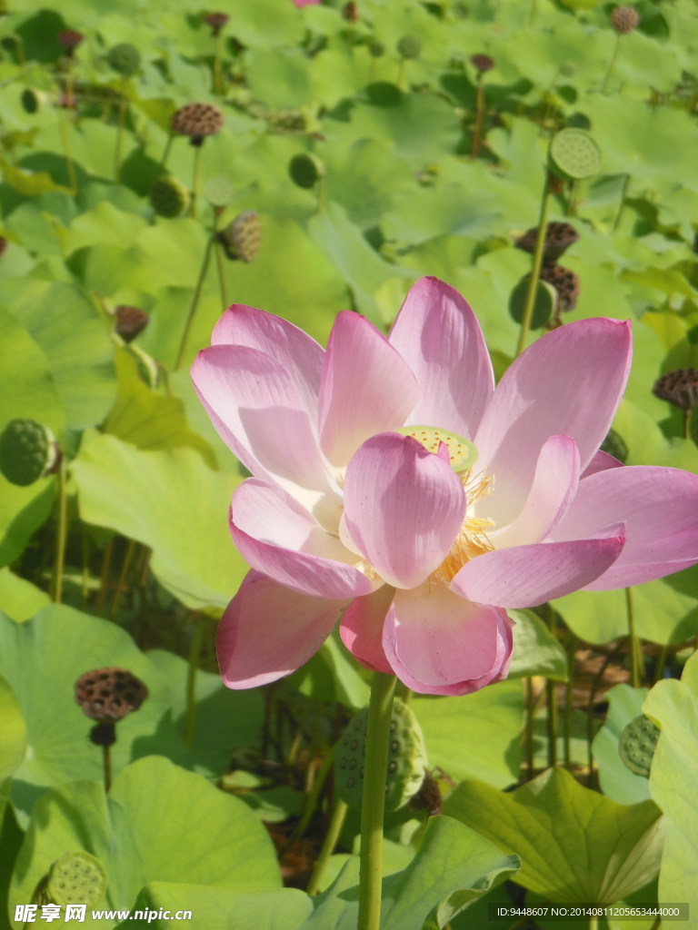荷花