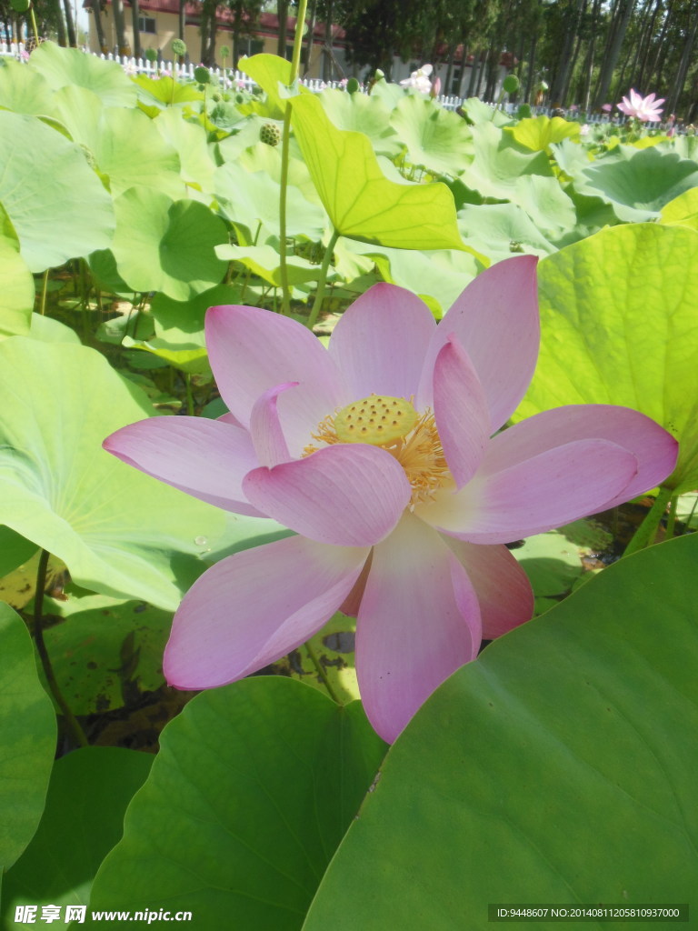 荷花
