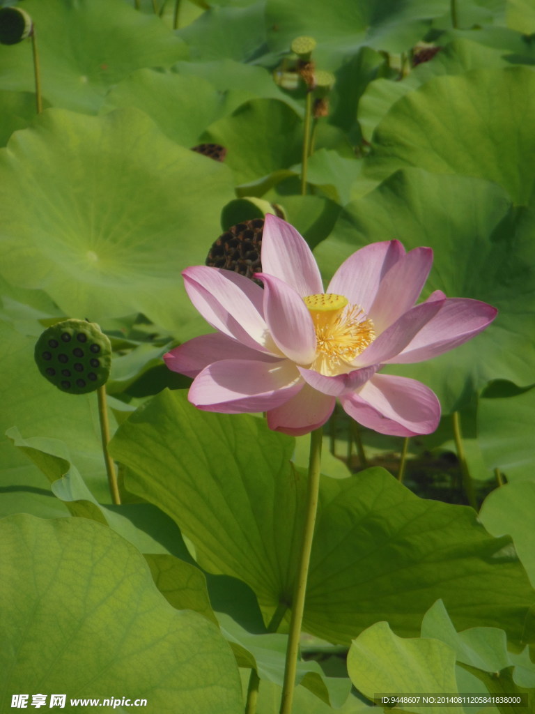 荷花