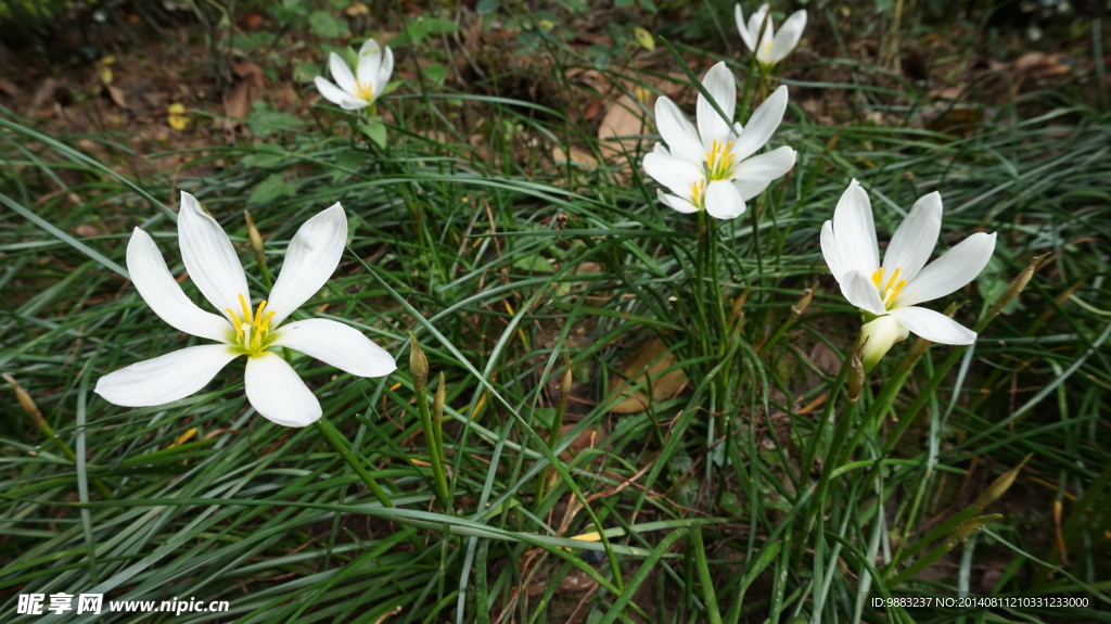 百合花