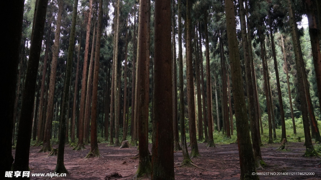 松树林