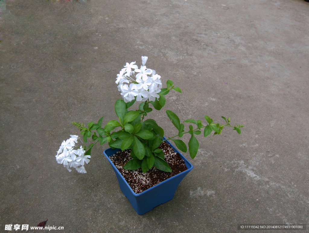 白雪花