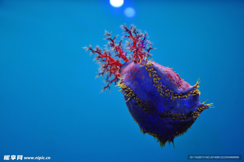 海洋生物