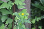 野菊花
