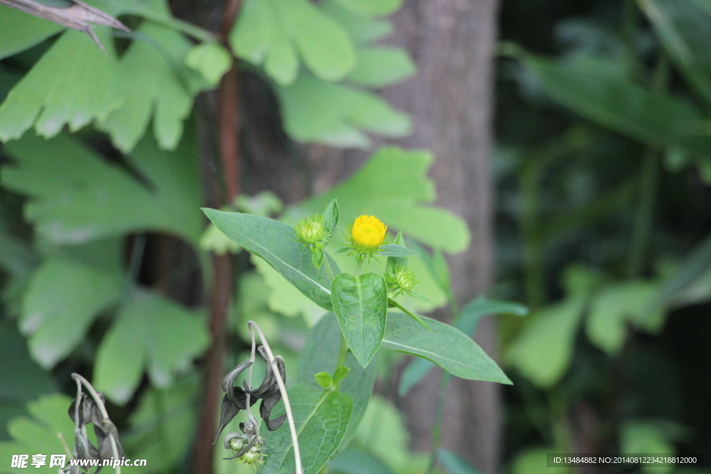 野菊花