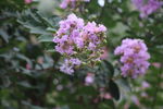 紫薇花