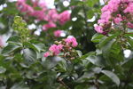 丁香花