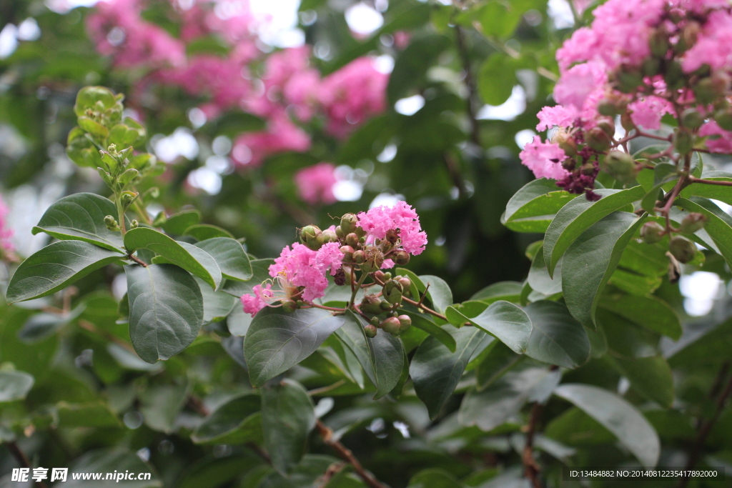 丁香花