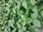 绿色植物 叶子