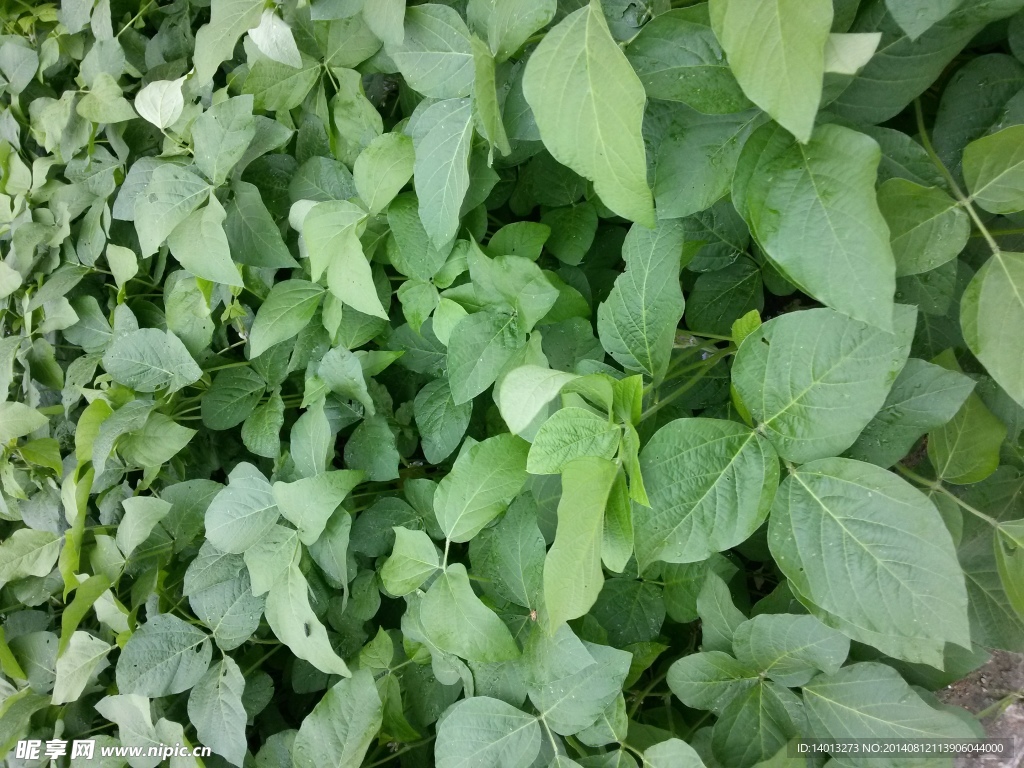 绿色植物 叶子