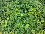 绿色植物