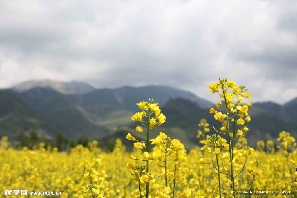 油菜花