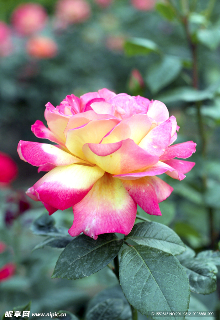 月季花