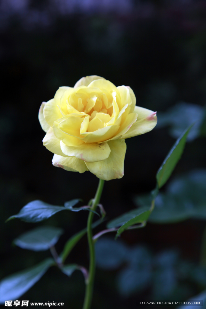 月季花