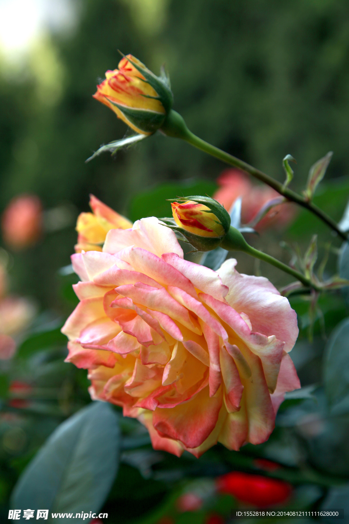 月季花