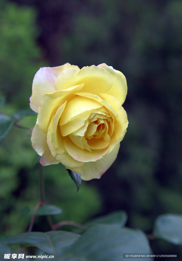 月季花