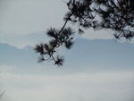松树