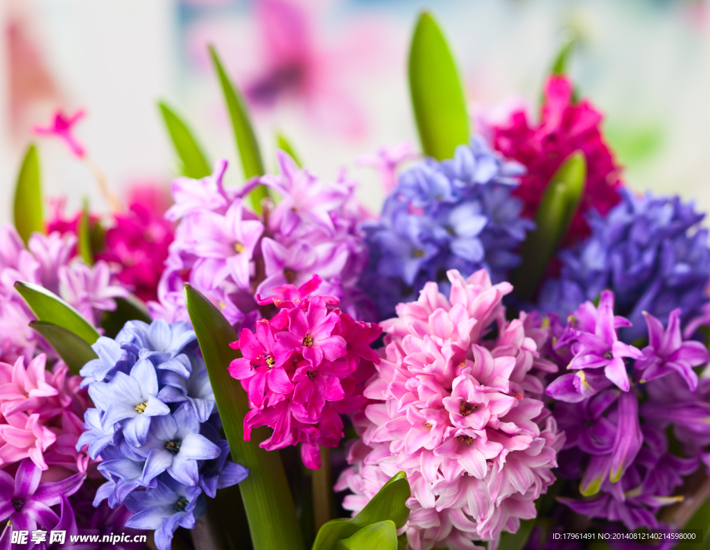 唯美丁香花