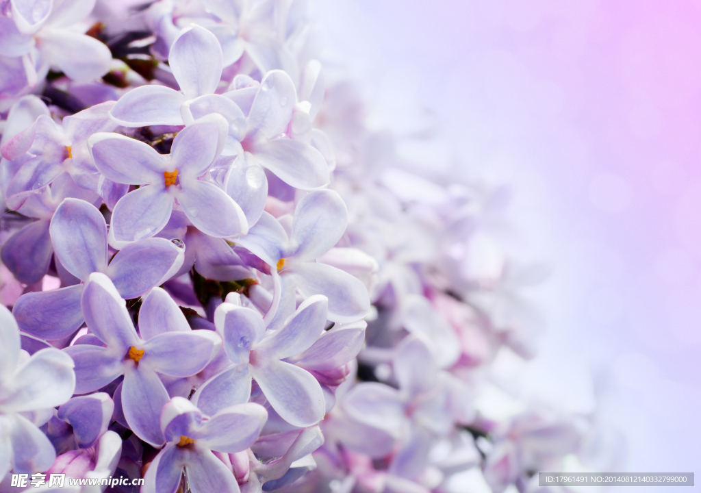 唯美丁香花