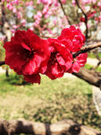 花草