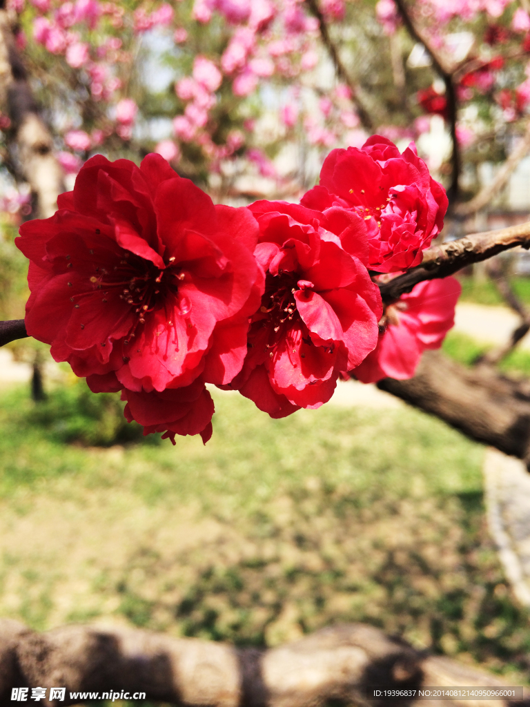 花草