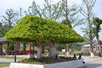 神女湖广场风景树