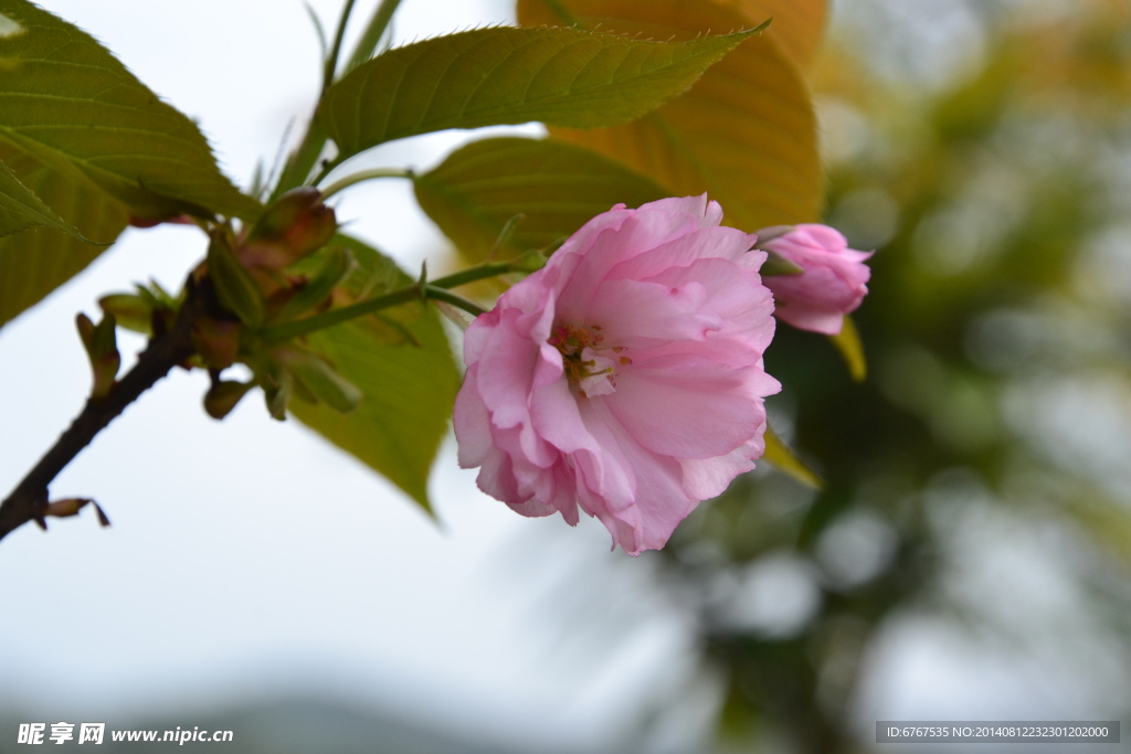 樱花