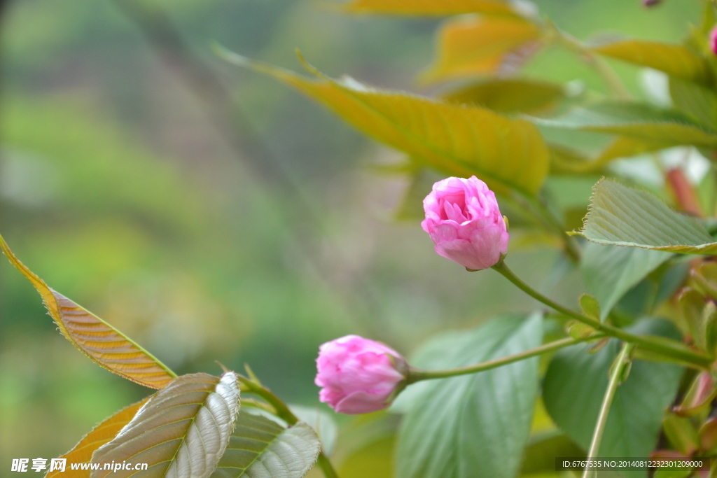 樱花