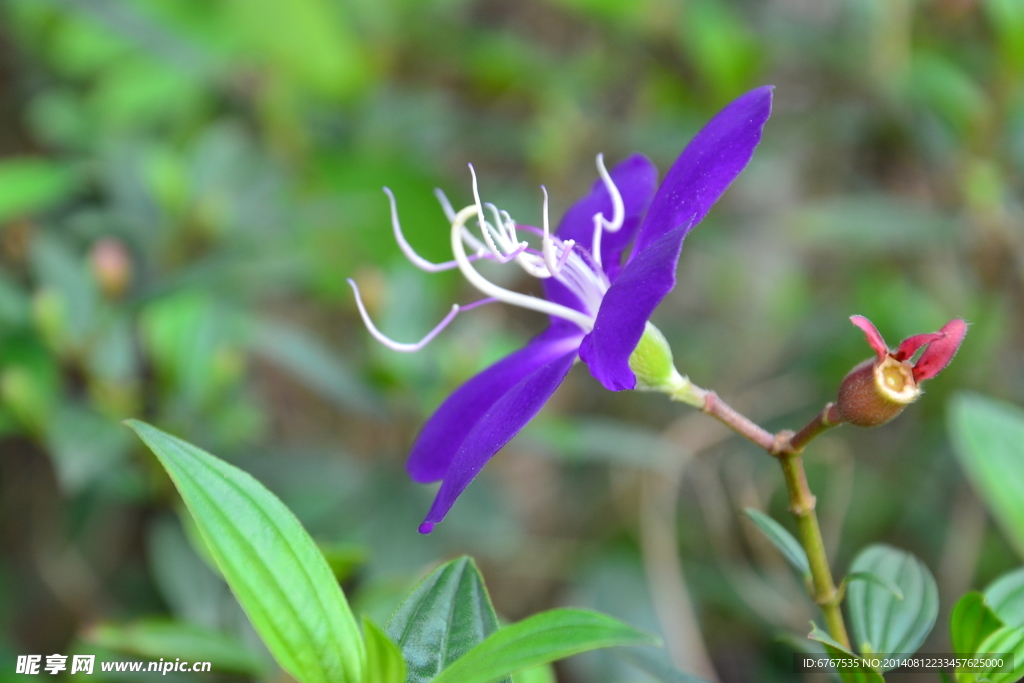 紫色鲜花