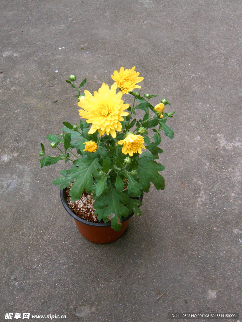 夏菊