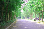 林荫大道