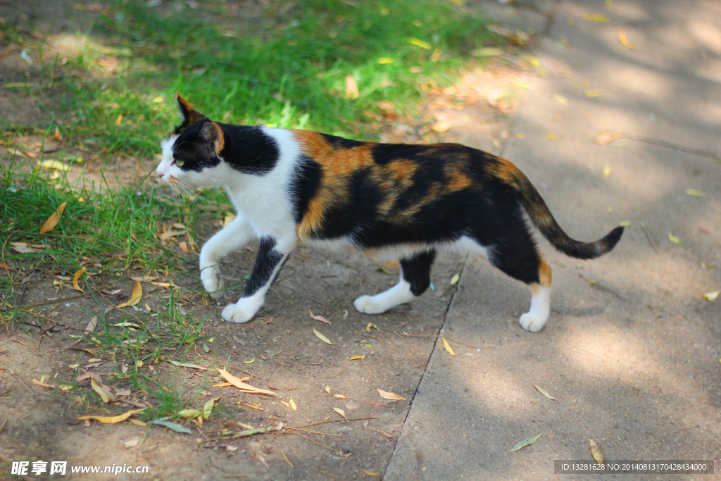花猫