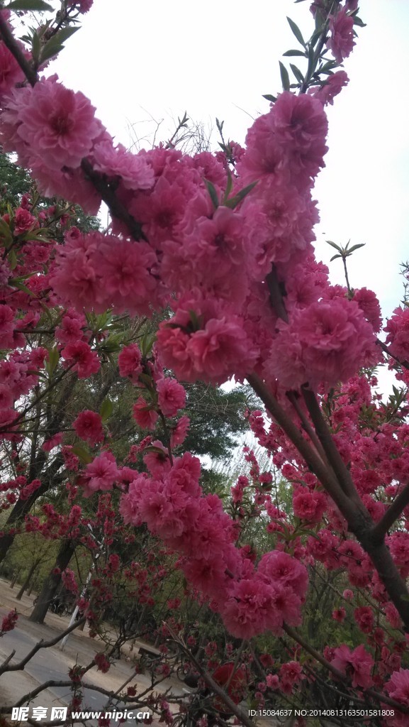 桃花