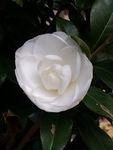 白茶花