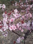 桃花园