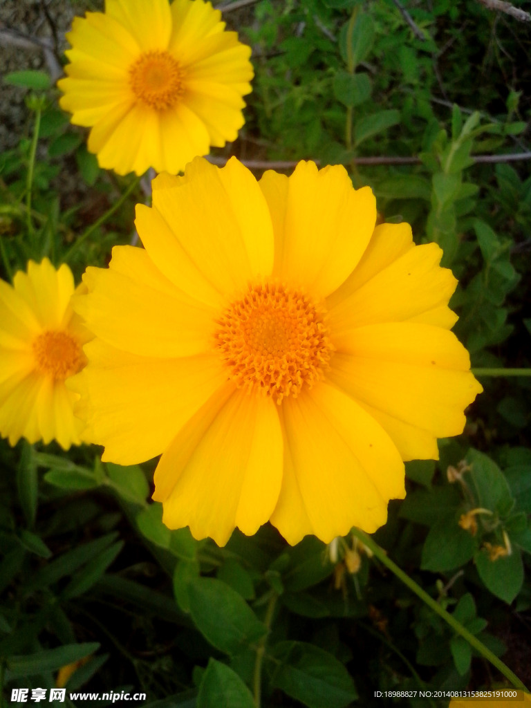 太阳花