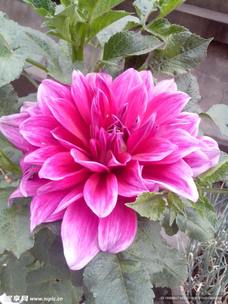 大丽花