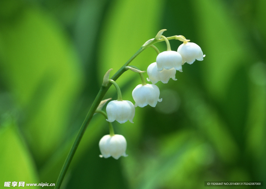 铃兰花