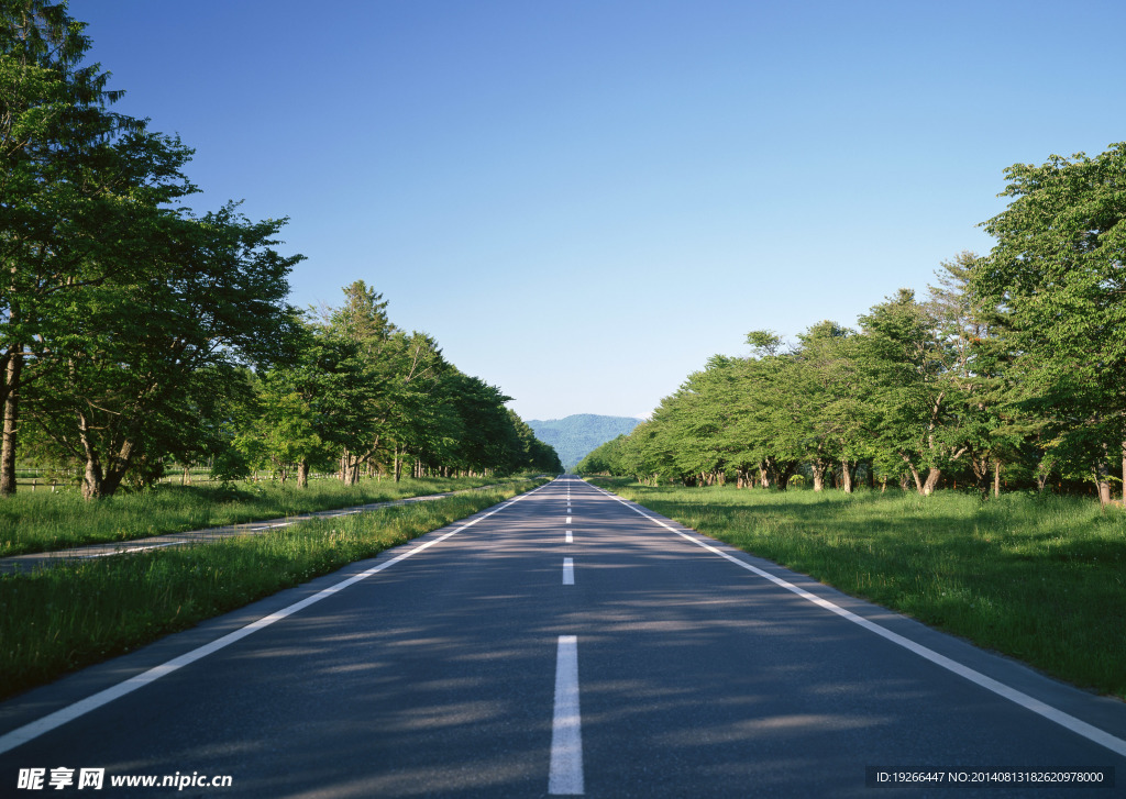 公路 树木