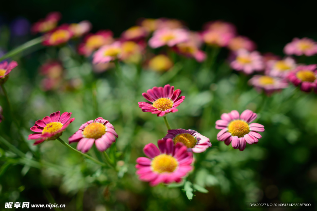 百日菊