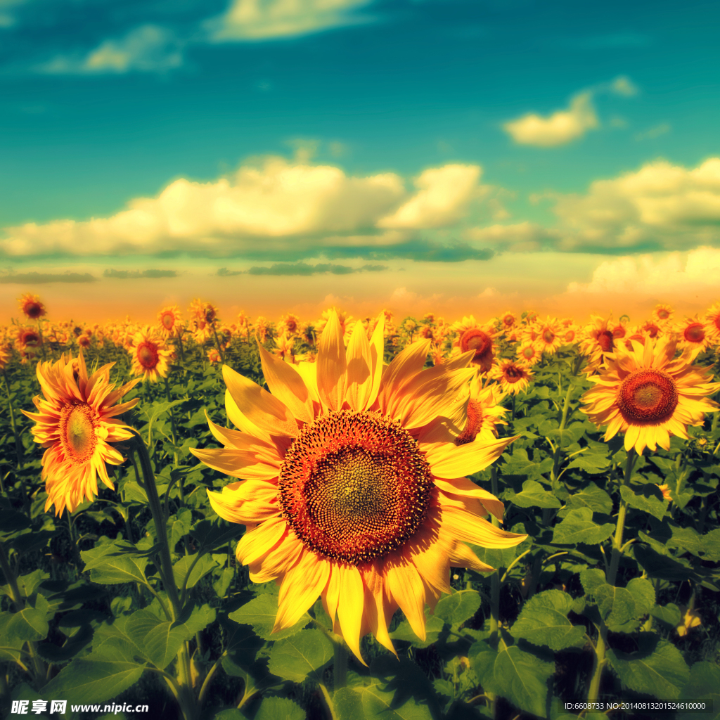 向日葵 太阳花