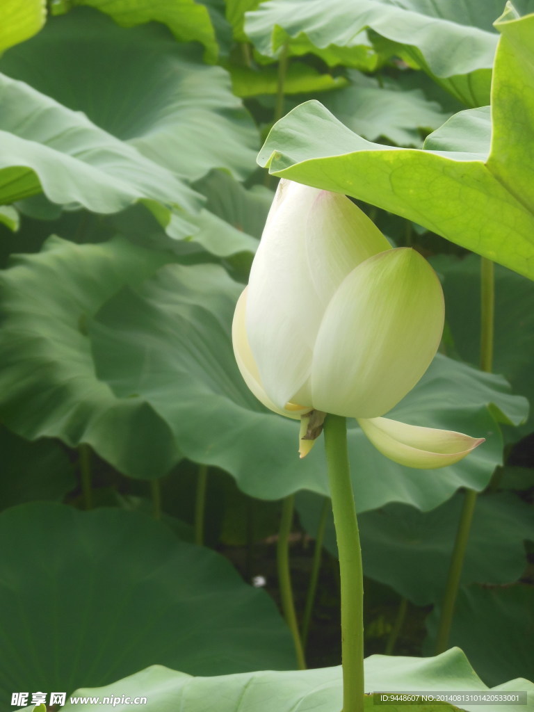 荷花