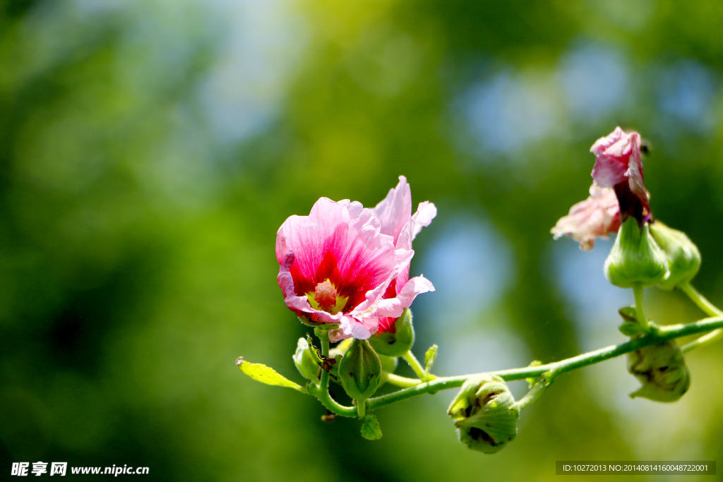 芙蓉