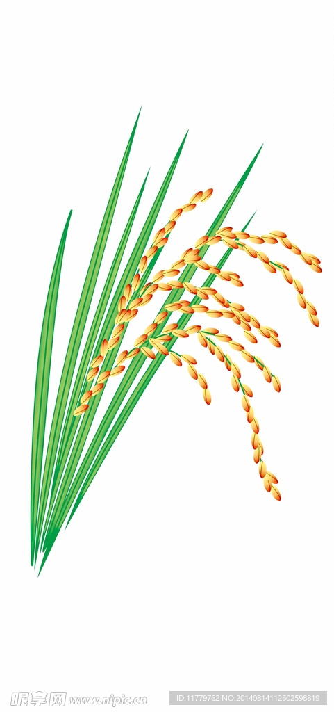 水稻 矢量