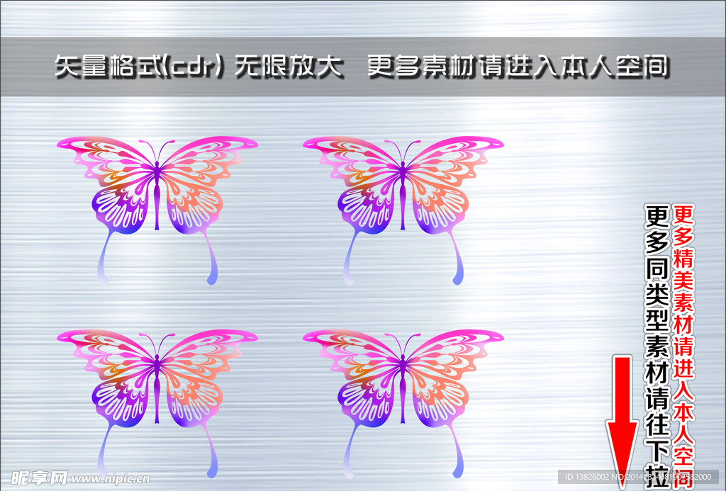 动物 蝴蝶