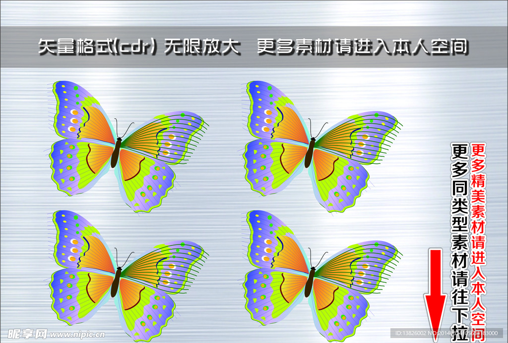 动物 蝴蝶