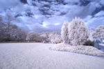 雪景
