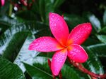 素馨花