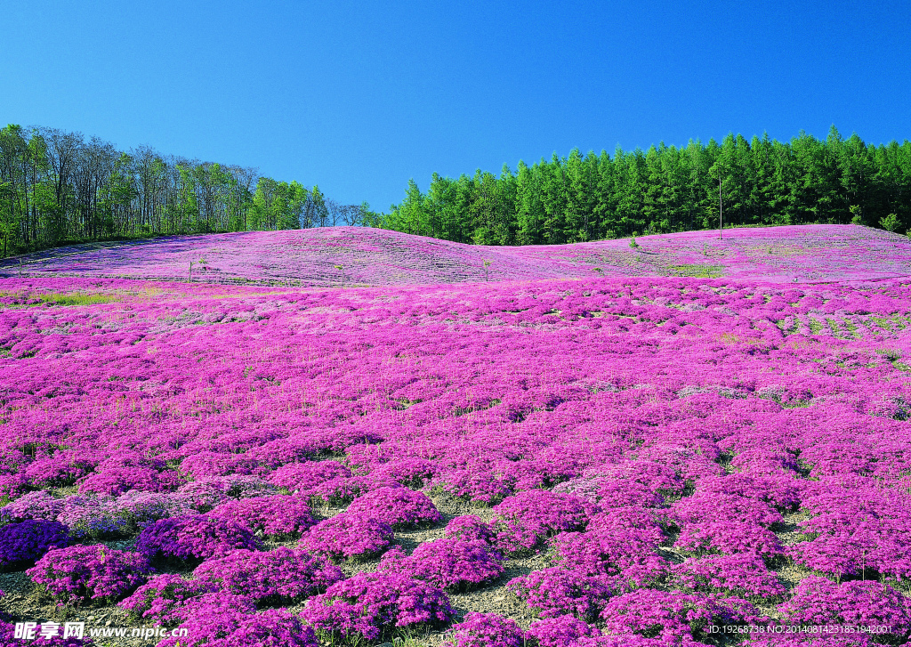 田园景观