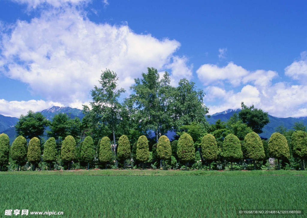 田园景观